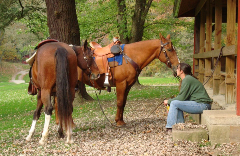 Horses at Guggisberg Swiss Inn/Amish Country Riding Stables.