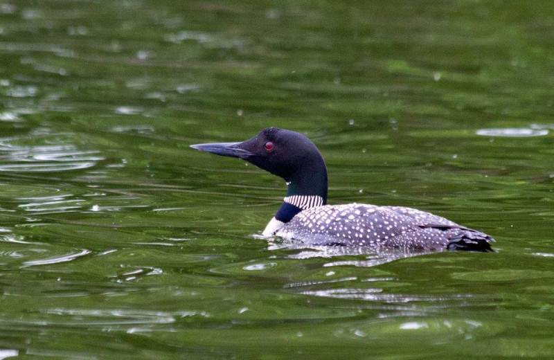 Loon on the lake at Twin Lake Landing.