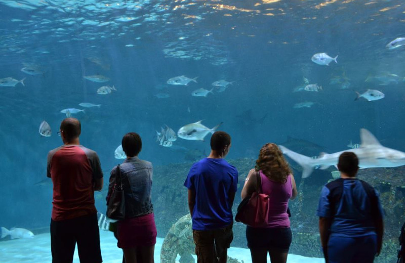 Free admission to the NC Aquarium with Atlantic Realty's Fun N Sun Program