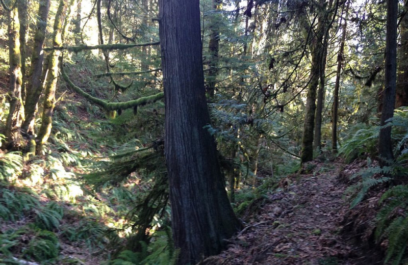 Forest at Blue Mountain Retreat.