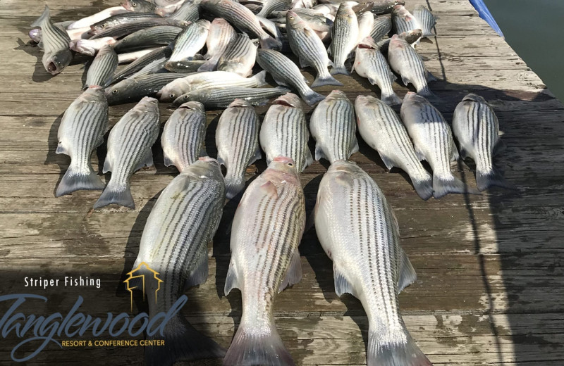 Fishing at Tanglewood Resort and Conference Center.