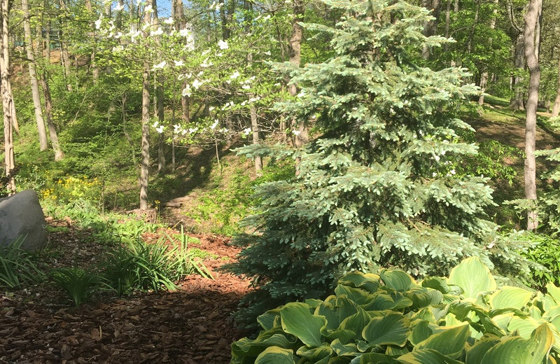 Garden at Chateau Lake Logan.