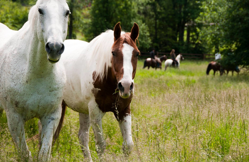 Horses at Averill's Flathead Lake Lodge.