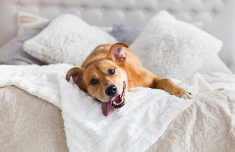 Pets welcome at Sheraton Tampa Riverwalk Hotel.