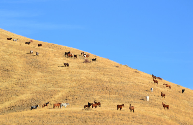 Horses at Rocking Z Ranch.