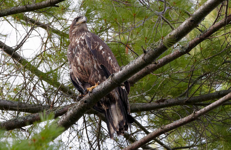 Eagle at Fernleigh Lodge.