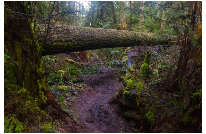 Creek at Big Moose Resort.