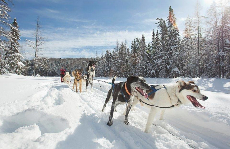 Dog sled at Wolf Den Hostel and Nature Retreat.