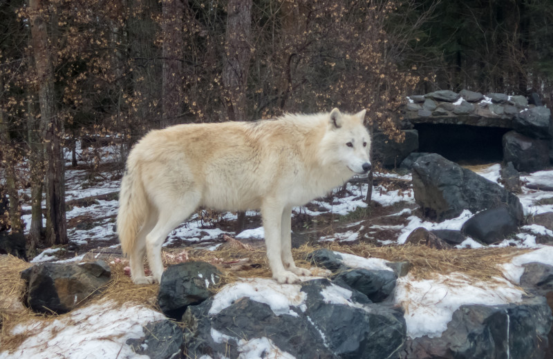 International Wolf Center near Birch Grove Resort.