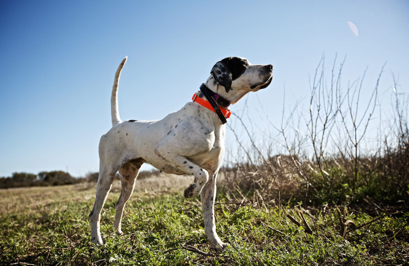 Bird hunting at The JL Bar Ranch & Resort.