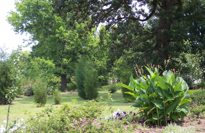 Garden at Plum Tree Garden B 