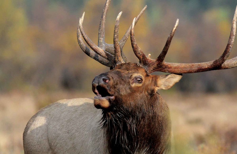 Elk at Branded Rock Canyon.