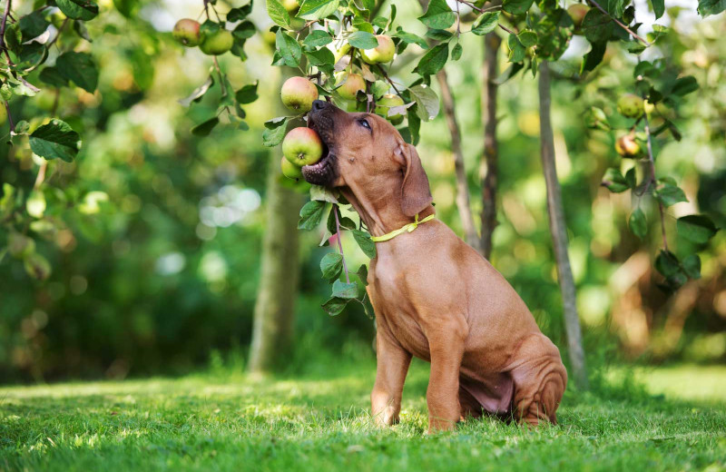 Pets welcome at Mountain Oasis Cabin Rentals.