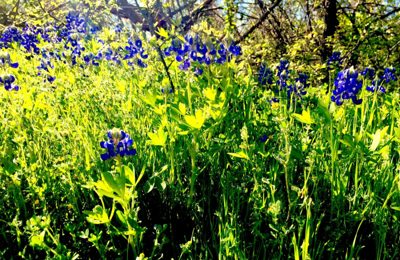 Flowers at Cliffview Resort.