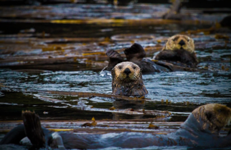 Otters at Port Lions Lodge.