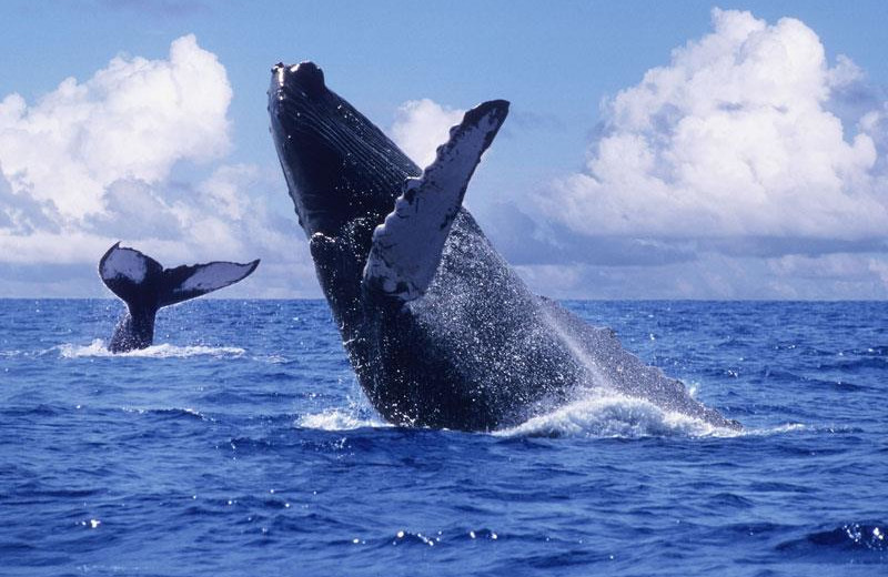 Whale Watching at Grand Regina Los Cabos