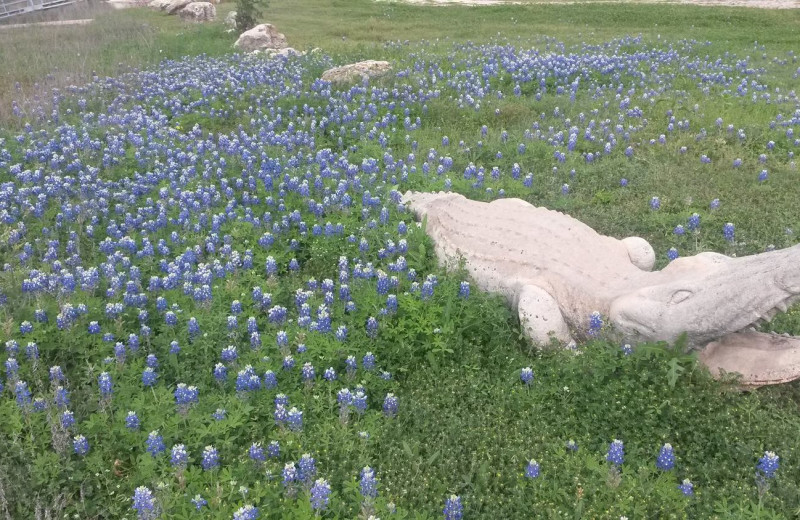 Stone alligator in bluebells at Cliffview Resort.