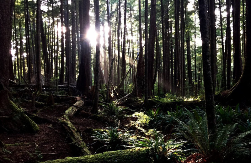 Forest at Wood Mountain Lodge.