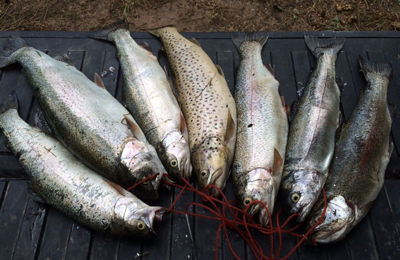 Catch of the day at Pine River Lodge.