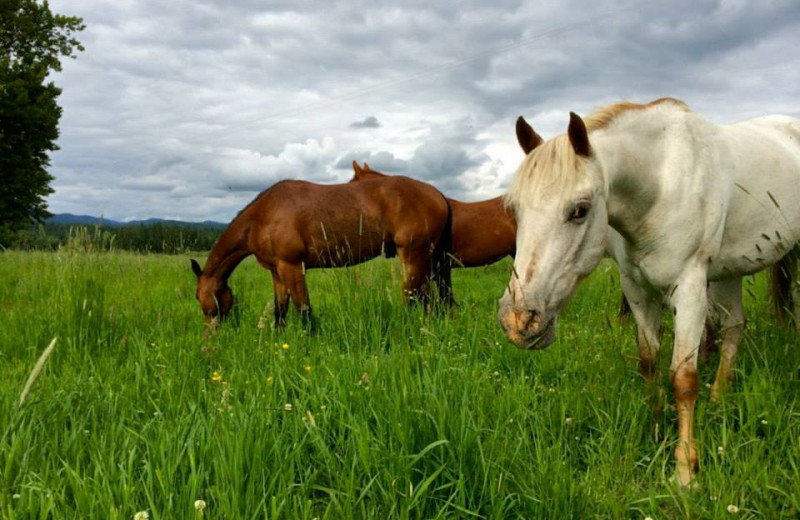 Horses at Western Pleasure Guest Ranch.