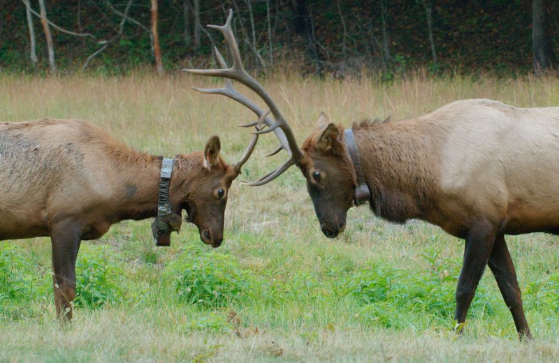 Elk at Premier Vacation Rentals.