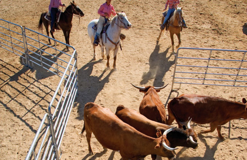 Ranch activities at Rancho De Los Caballeros.