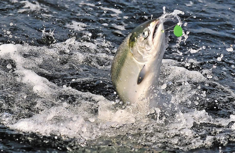 Fishing at Alaska's Big Salmon Lodge.