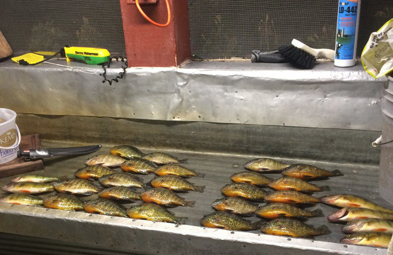 Fish cleaning at Driftwood Resort.