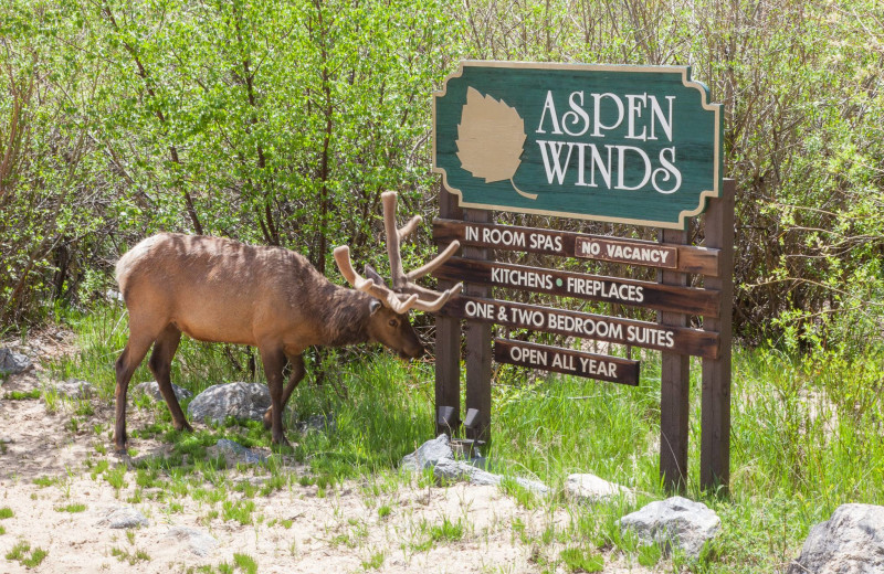 Elk at Aspen Winds.