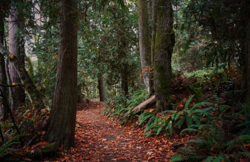 Forest at Olympic View Cabins.