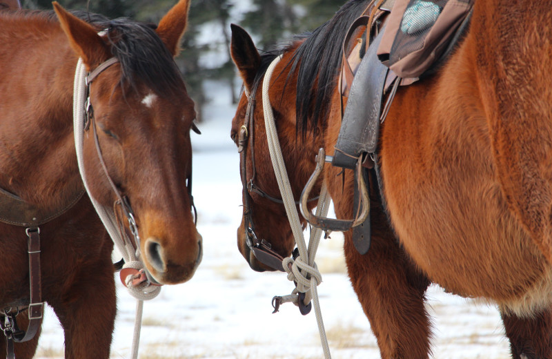 Winter horseback rides