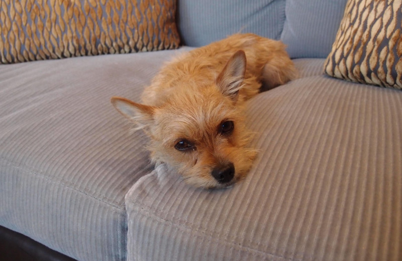 Pets are welcome at The Sebastian Vail.