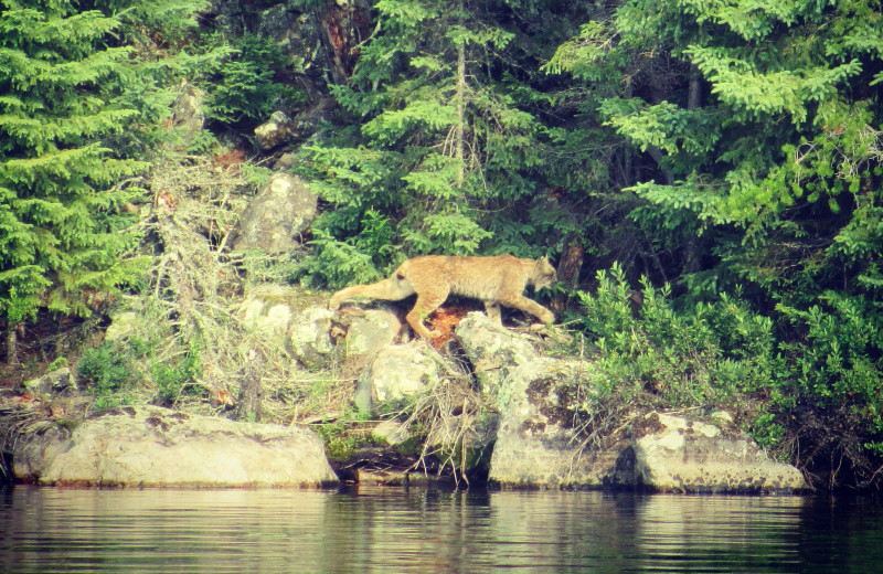 Lynx at Dogtooth Lake Resort.