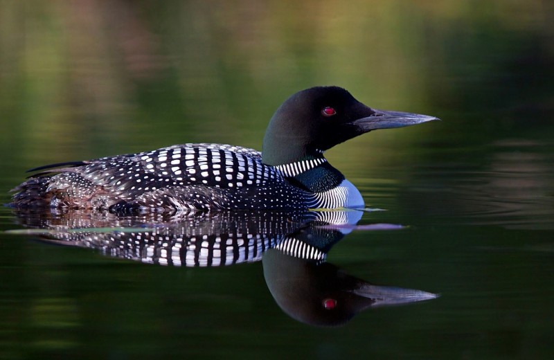 Loon at Lakeland Rental Management.