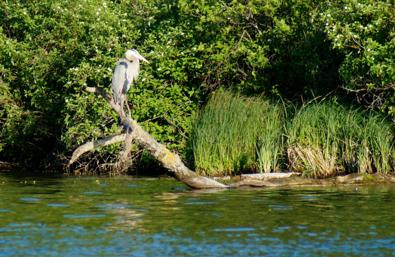 Wildlife at Anderson's Starlight Bay Resort.