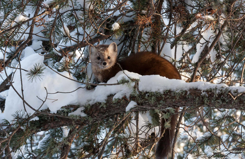 Wildlife at Golden Eagle Lodge.