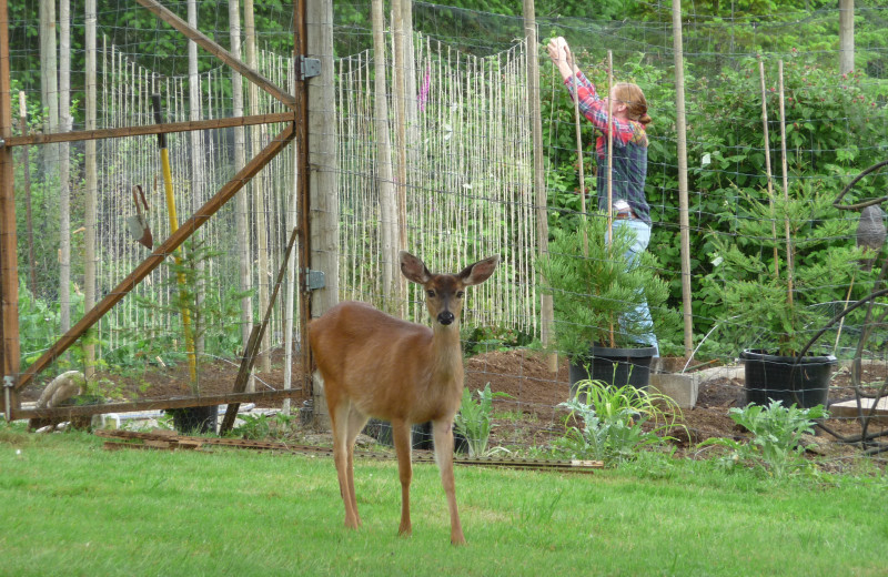 Wild life at Powder Creek Ranch.