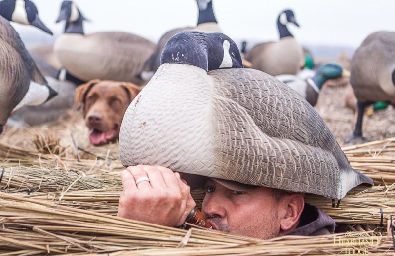 Goose hunting at Harpole's Heartland Lodge.