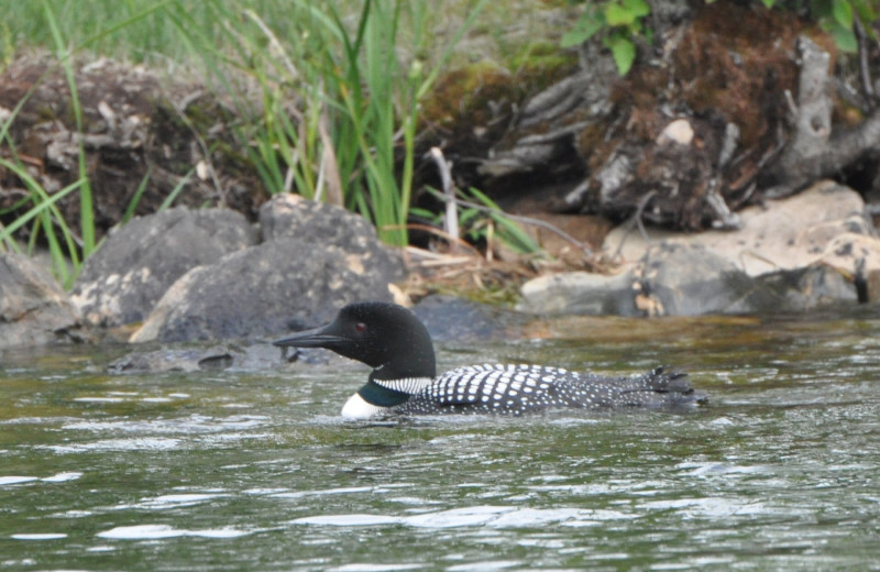 Loon at Cabin O'Pines Resort 