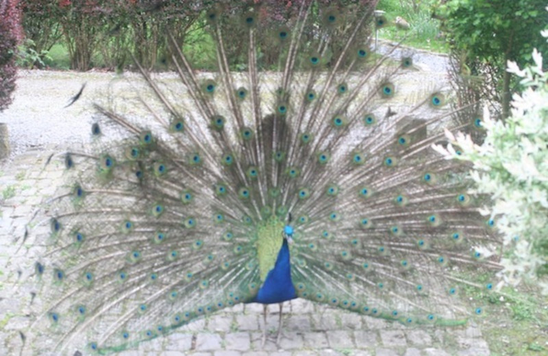 Peacock at Château de Tromcourt.