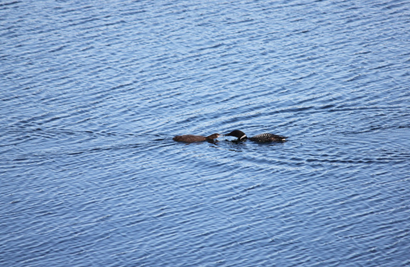 Loons at Tyee Lake Lodge.