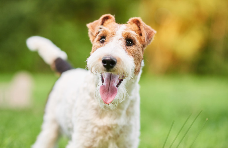 Pets welcome at Stone Fence Resort.