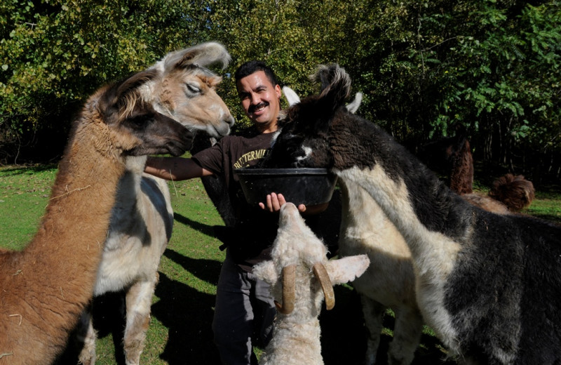 Feeding the farm animals at Buttermilk Falls Inn & Spa.