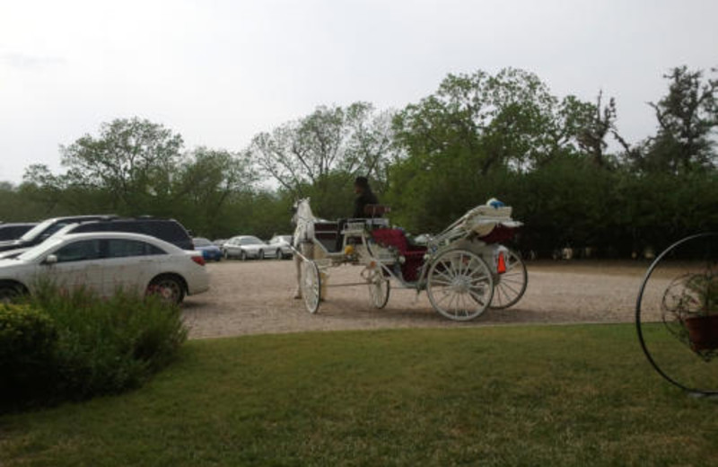 Carriage Rides at Haven River Inn