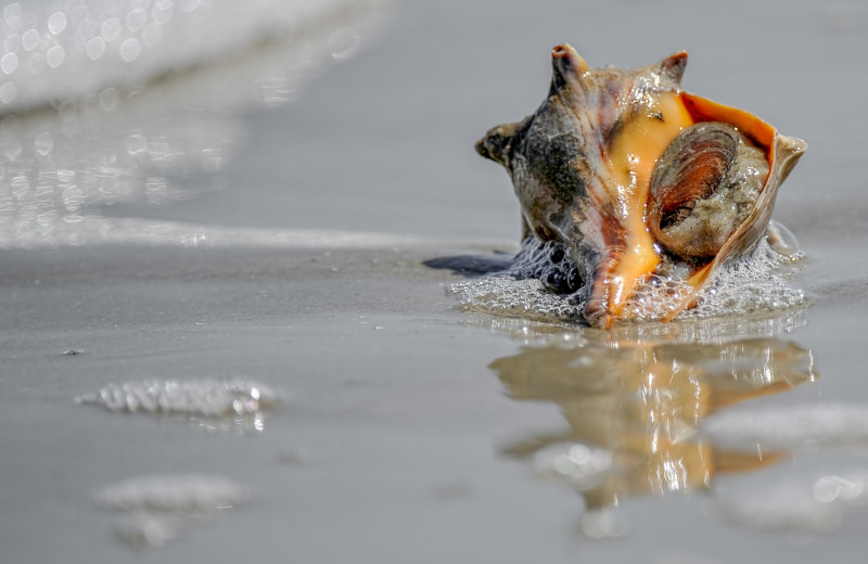 Sea shell on beach at Days Inn 