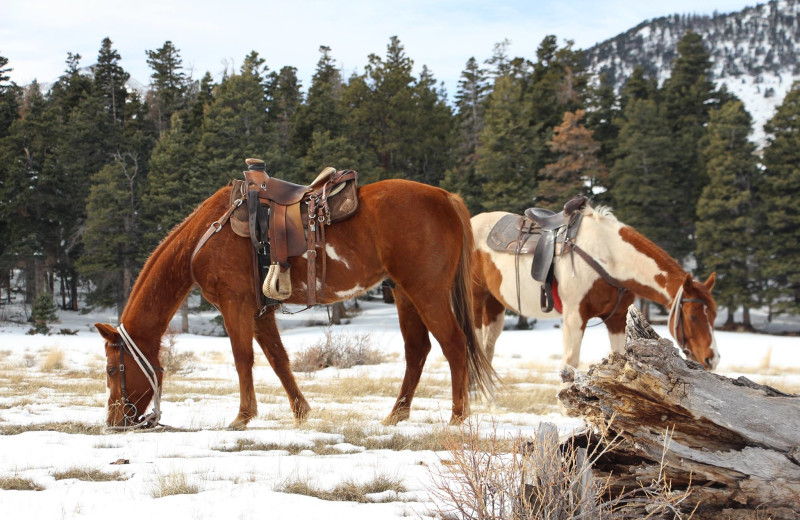 Horses at Music Meadows Ranch.