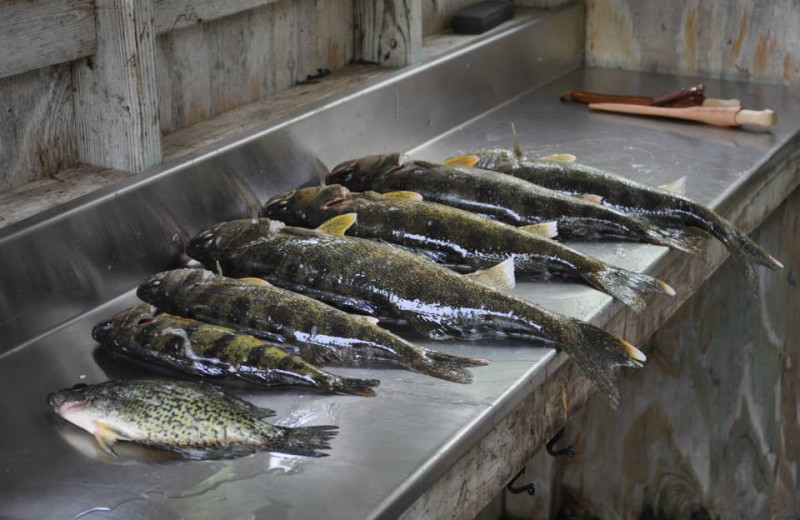 Cleaning fish at The Timbers Resort.