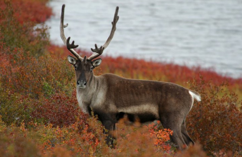 Caribou at Plummer's Arctic Fishing Lodges.