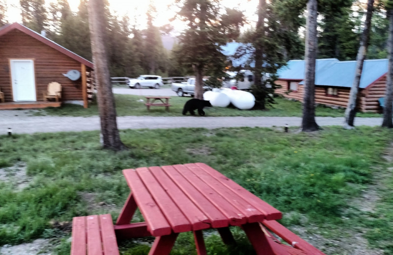 Picnic at Big Moose Resort.