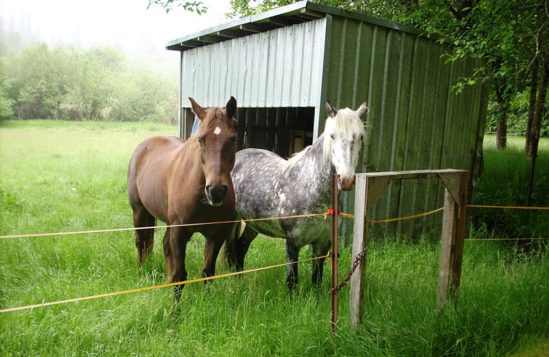 Horses at Powder Creek Ranch.